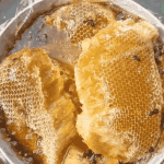 big bee honeycombs